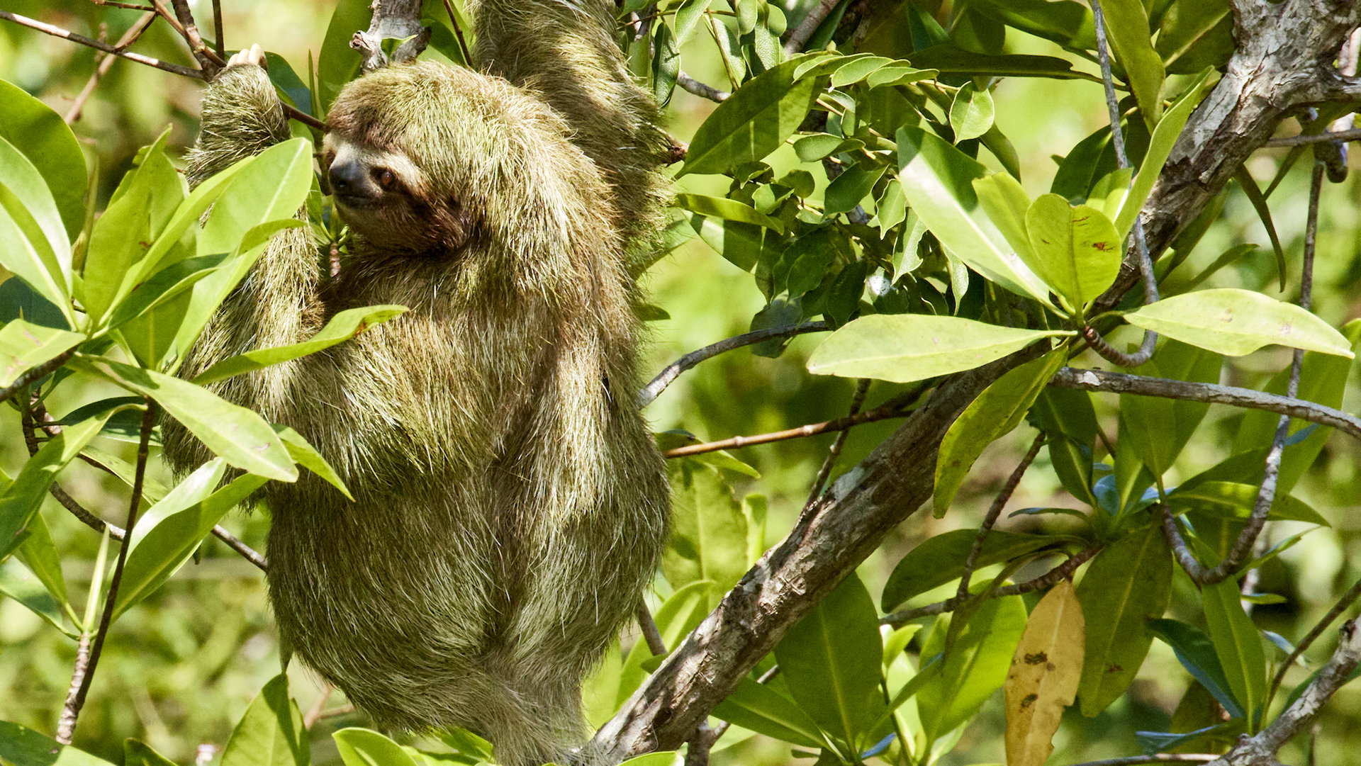 Three toed sloth, unusually, slowly moving during the day - image 16